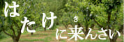 たはけ