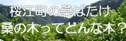 桜江町の桑ばたけ　桑の木ってどんな木？