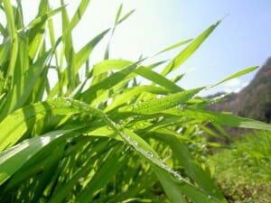 大麦若葉_3