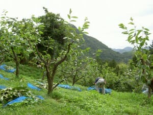 柿の葉収穫