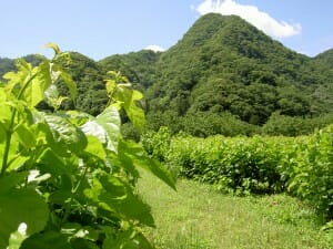 桑畑初夏