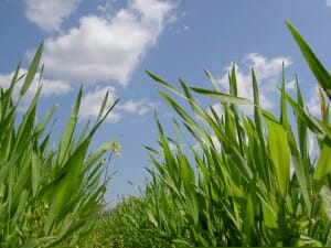 大麦若葉Ａ