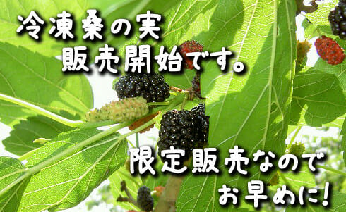 冷凍桑の実　