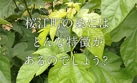 donna_tokutyou