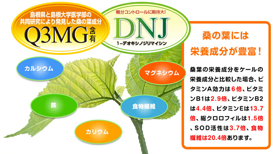 桑の葉には栄養成分が豊富!/桑葉の栄養成分をケールの栄養成分と比較した場合、ビタミンA効力は6倍、ビタミンB1は2.9倍、ビタミンB2は4.4倍、ビタミンEは13.7倍、総クロロフィルは1.5倍、SOD活性は3.7倍、食物繊維は20.4倍あります。