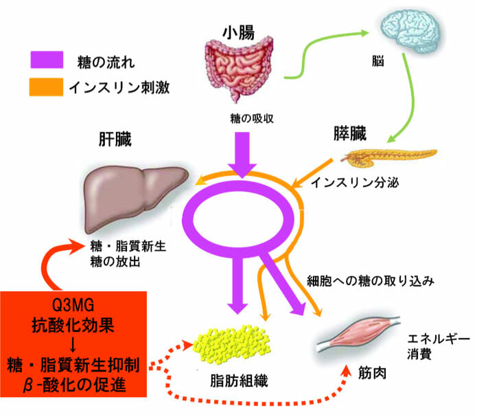 桑の葉に含まれる有効成分DNJ、Q3MGについて