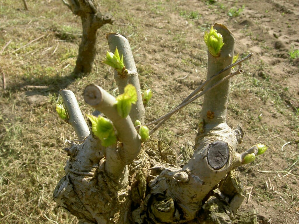 桑畑4月