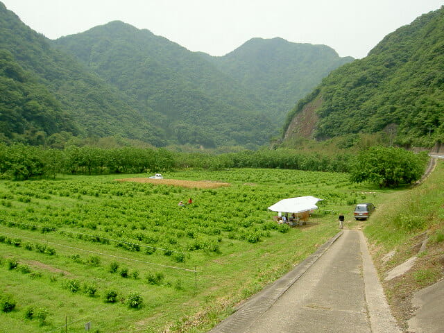 桑の実摘み6月