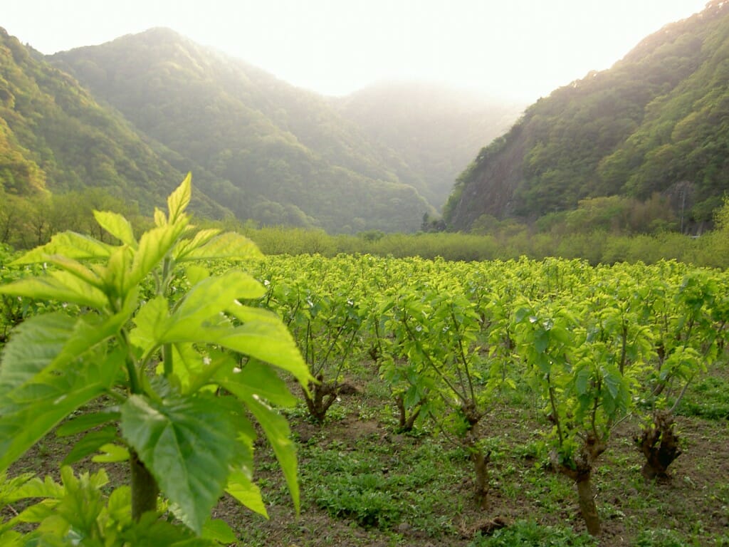 桑畑５月桑の葉