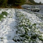 畑では収穫を終えたケールも雪の中まだまだ頑張っています。寒さで成長は止まっていますがこのころのケールが一番甘いです。雪の下敷きになってもきれいな緑で美味しそうですね。