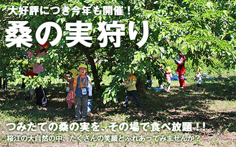 毎年大好評の『桑の実狩り』、今年も開催です！