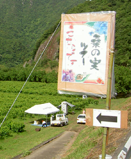 毎年大好評の『桑の実狩り』、今年も開催です！