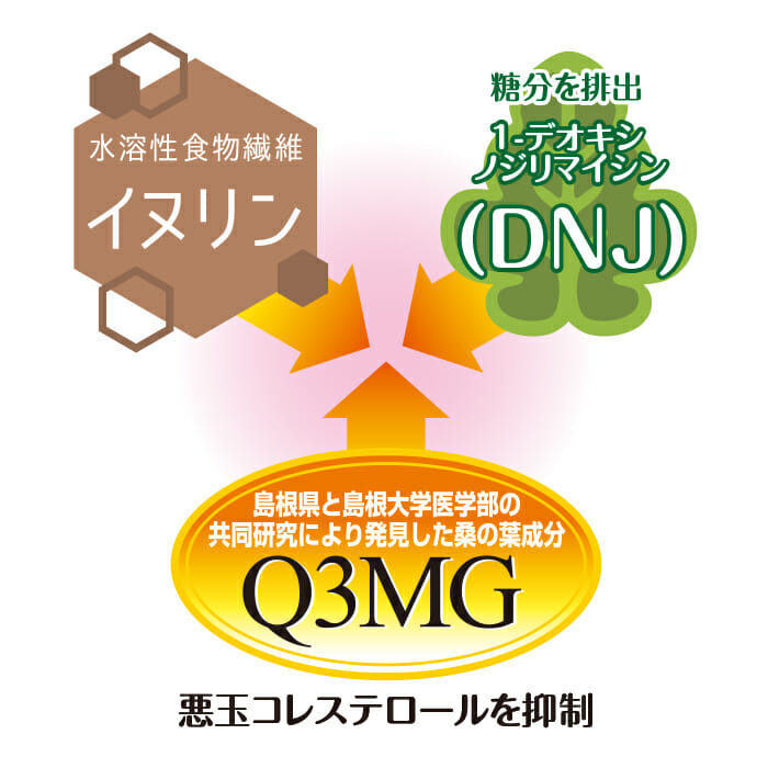 糖質制限に効果が期待できるイヌリン、1-デオキシノジリマイシン、そして抗酸化作用に効果のある成分「Q3MG」を一度に摂取することができます。