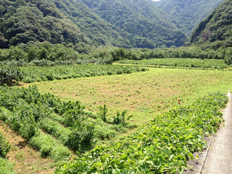 桑畑のようす。近隣に他の畑がないので農薬の影響がありません