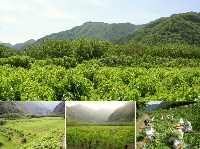 島根県桜江町の肥沃な大地で有機栽培で収穫する野菜