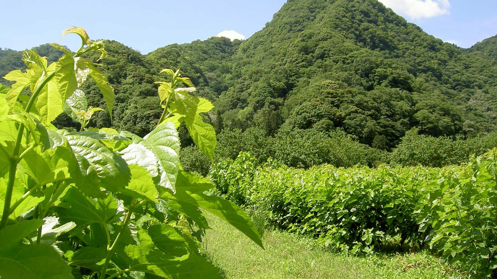 桑畑の風景