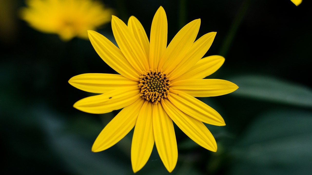 菊芋の黄色い花