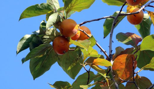 下のソーシャルリンクからフォロー