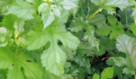 下のソーシャルリンクからフォロー