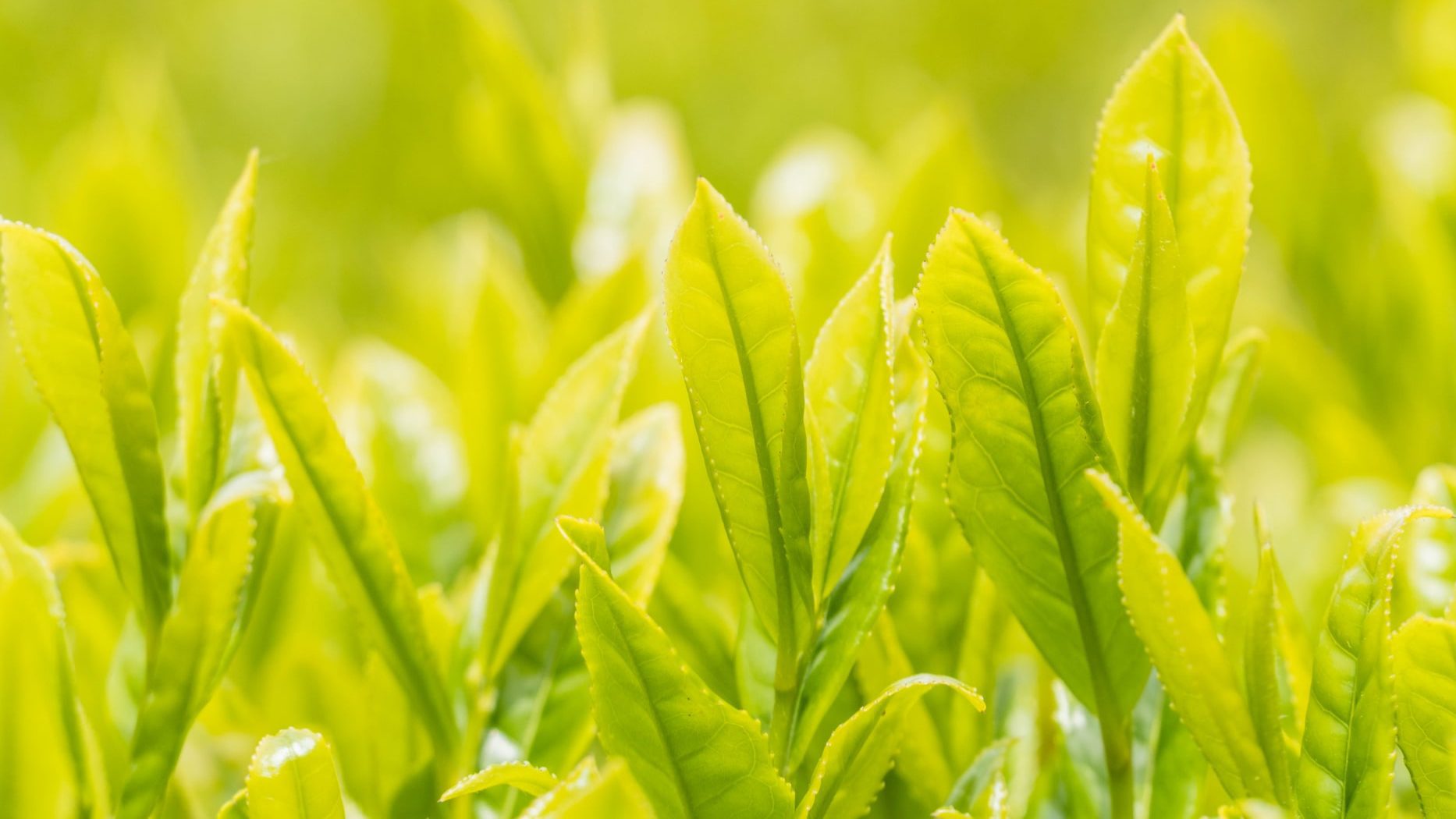 風に揺れる茶畑の若葉