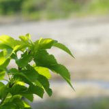 桜江町桑茶生産組合の物語「島根で貫く味と品質へのこだわり」