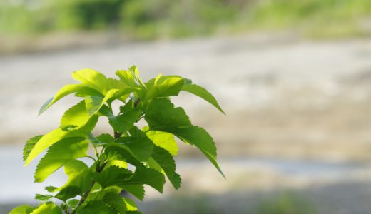 桑の葉